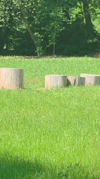 Logs placed in a grassy area in a park during daytime sunshine