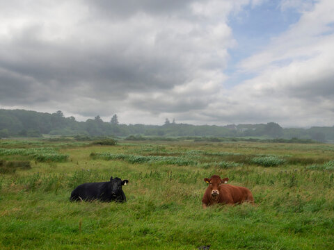 Healthy looking cows rest in a grassy field under cloudy skies.. Tall green grass surrounds them. Distant hills and trees appear in the background. The scene feels calm and serene. Farming industry.