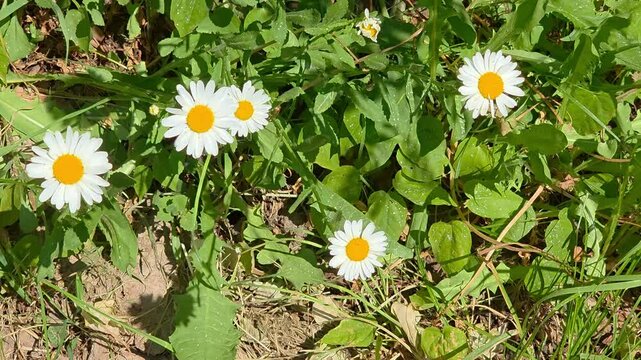 Flowers grow in a field under sunlight with green leaves around in summer