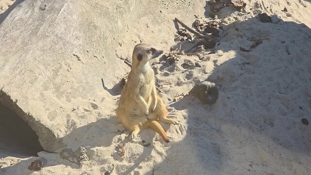 Meerkat sits on sand and observes surroundings in a wildlife area during daylight