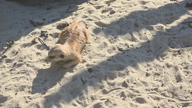 Watch a meerkat resting on the sand in its natural habitat during a sunny day