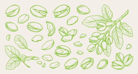 Green pistachio nuts doodle background, healthy vegan snack line art pattern, raw ingredient sketch illustration, fitness nutrition seamless texture, superfood agriculture icon set, vegetarian diet el © Geetaroy