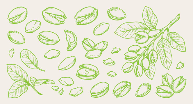 Green pistachio nuts doodle background, healthy vegan snack line art pattern, raw ingredient sketch illustration, fitness nutrition seamless texture, superfood agriculture icon set, vegetarian diet el