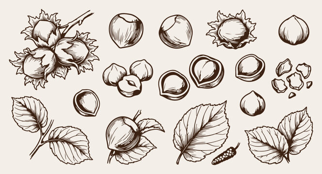 Healthy hazelnuts collection doodle background, organic snacks line art pattern, raw ingredient sketch illustration, kitchen cooking seamless texture, superfood nutrition icon set, vegan diet elements