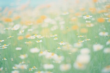 Obraz premium Daisy garden outdoors blossom nature.