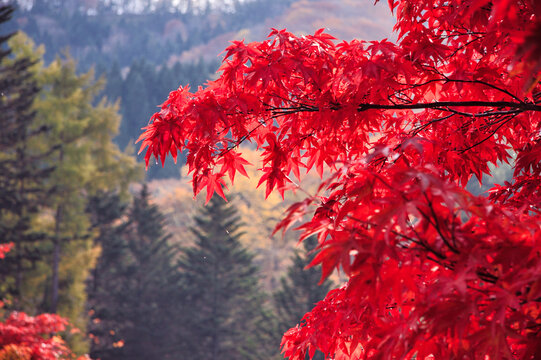 深紅の葉が語る季節