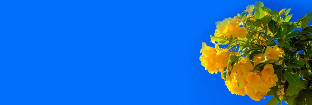 Yellow bells on a blue sky background
