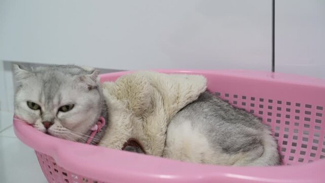 Silver Cat with Green Eye and Pink Collar Lying Pink Laundry Basket with Plush Toy, Indoor Domestic Feline Relaxed, Cozy, Sleepy, Adorable, Short Hair, Soft Gray Fur, Whisker, Cute Expression