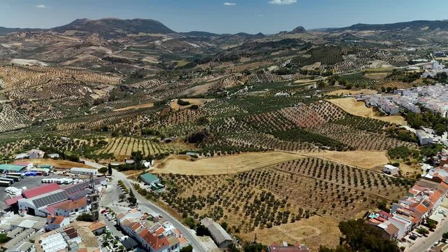 Aerial view of olive groves surrounding Olvera village, Cadiz, Spain