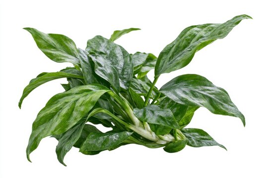 Fresh green aquatic plant leaves, likely anubias, isolated on white background