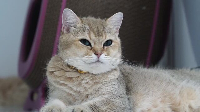 Relaxed British Shorthair cat with golden fur and green eyes, domestic feline pet lying indoors, soft lighting, cozy home environment, close up of animal with collar, peaceful mood, whiskers