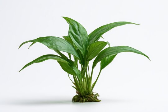 Aquatic plant anubias barteri isolated on white background