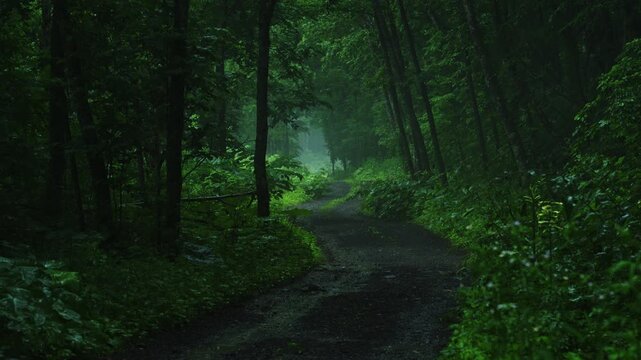 A quiet forest road disappears into mist during gentle rain in Hokkaido, Japan, surrounded by lush green woodland.