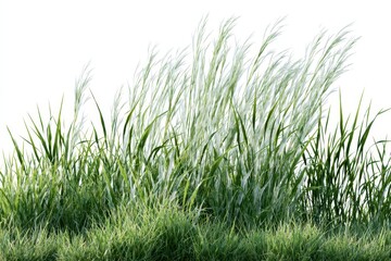 Fototapeta premium Ornamental grass with thin stalks and green leaves isolated on white background