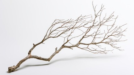 Fototapeta premium A sprawling dry tree branch with complex twig structure isolated on white background