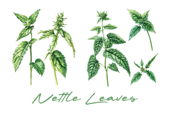 Art Minimal yet artistic elements for creative designs. hand-drawn paint isolated on a white background, Simple Illustration, A creative painting of stinging nettle set, Cute design