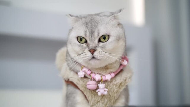 Scottish Fold cat with gray fur, green eyes, pink collar and necklace, fluffy coat, adorable feline sitting indoors, close up, soft lighting, relaxed and playful domestic animal, pampered luxury pet