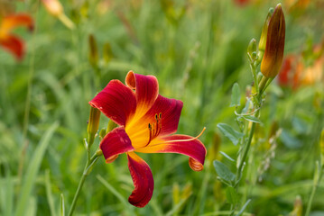 Fototapeta premium Blooming lilies. Beautiful flowers delight the eye in the garden.