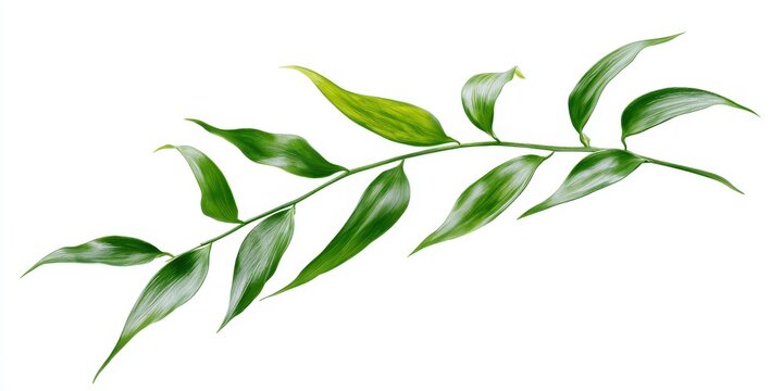 A single branch of ruscus aculeatus, also known as butchers broom, with glossy green leaves isolated on white background
