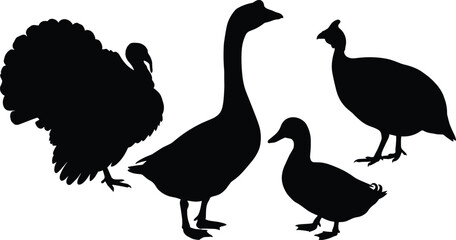 Silhouette collection of domestic poultry birds featuring a turkey, goose, duck, and guineafowl for farm design © MISBIJLY
