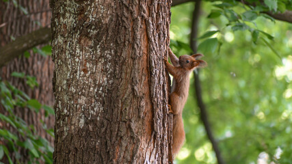 Obraz premium Close-up of a European red squirrel climbing a tree trunk, fauna and flora, wild animals
