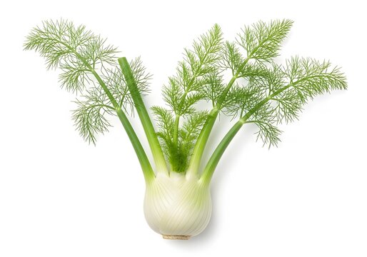 Fresh green fennel bulbs with feathery fronds in a vase. Organic vegetable stalks arranged for culinary or decorative use. Healthy produce for food...