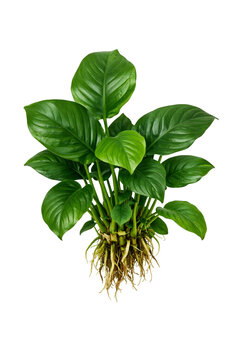 Anubias barteri aquatic plant with lush green leaves and visible roots, isolated on transparent background. Freshwater aquarium concept for botanical, aquascaping.
