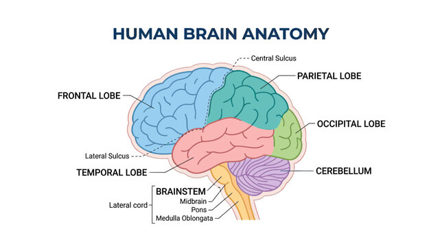 Human Brain Anatomy Labeled Diagram - Frontal, Parietal, Temporal, Occipital Lobes, Cerebellum