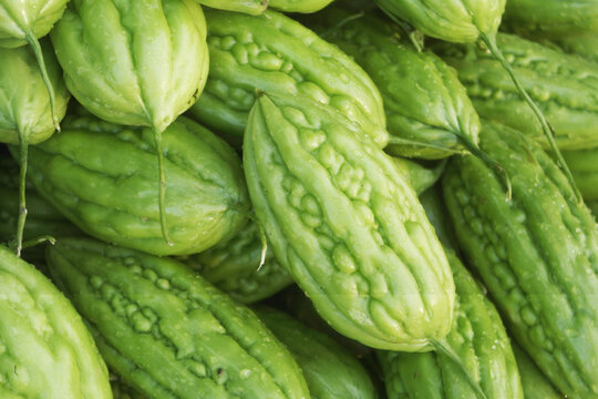Many bitter gourd or bitter melon vegetables as background	