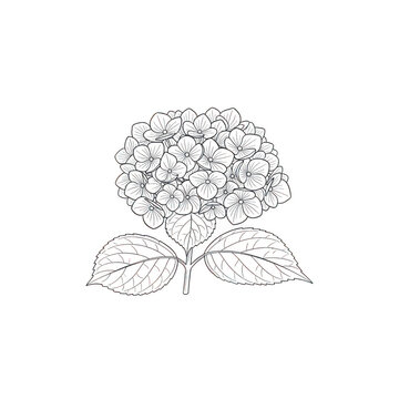 Hydrangea flower sketch illustration in linear style isolated on transparent background for coloring or design.