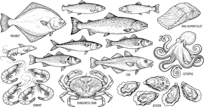 Fresh raw seafood and fish collection set with salmon halibut octopus crab shrimp and oyster vintage engraving sketch vector illustration