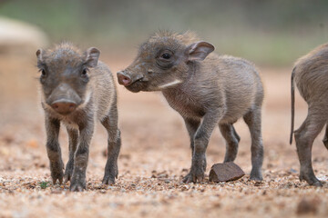Two tiny warthog piglets standing in the sand, photographed from a low angle in Greater Kruger.  © Anna