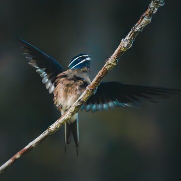 A Whiskered Treeswift perched on a diagonal branch with its wings fully spread, showcasing its dynamic posture against a dark blurred backdrop.