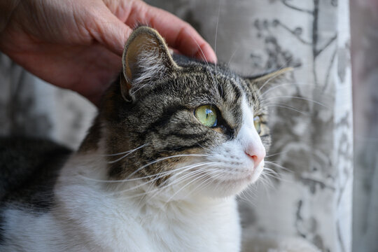 A domestic cat with a tabby pattern and white fur, being stroked on the head by its owner.