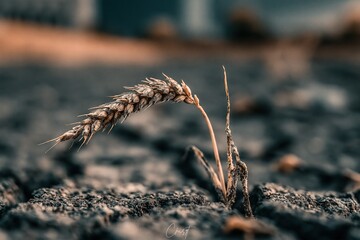 Obraz premium Close-up of a solitary wheat stalk growing in dry, cracked earth, symbolizing resilience and agriculture