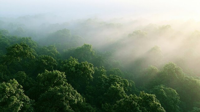 Misty Forest Canopy at Sunrise, Soft Light Filtering Through Lush Green Trees
