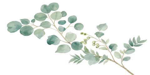 Watercolor illustration of eucalyptus leaves and small berries with eucalyptus watercolor botanical painting illustration isolated decoration © Manjur