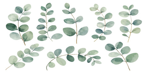 Set of hand painted watercolor eucalyptus leaves and branches on white background with watercolor texture painting hand drawn eucalyptus © Manjur