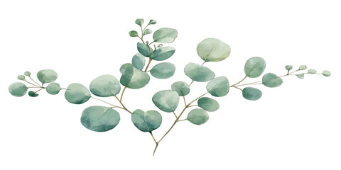 Watercolor green eucalyptus foliage branch design element with eucalyptus watercolor botanical painting illustration isolated decoration © Manjur