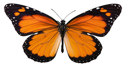 Orange monarch butterfly with black and white markings © Gael