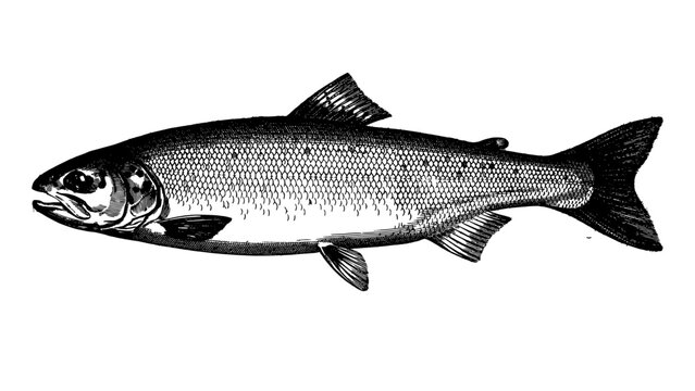 Fish Detailed Black and White Illustration with Scales and Fins Featuring Aquatic Nature and Wildlife