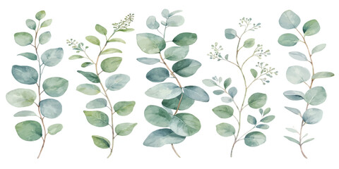 Watercolor illustration of eucalyptus branches and leaves set with eucalyptus watercolor branches botanical illustration artistic painting © Manjur