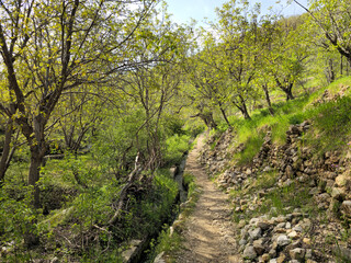 Fototapeta premium A narrow dirt trail winds beside a stone-lined water channel and rocky terrace through sunlit spring orchards on a hillside. 📍 Hawraman Takht, Kurdistan, Iran 