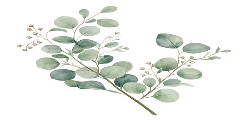 Watercolor illustration of eucalyptus leaves branch with berries isolated on white background eucalyptus watercolor botanical illustration © Manjur