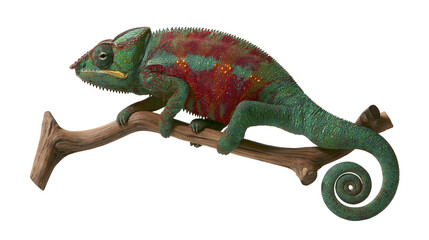 Naklejka premium Chameleon with red and green scales perched on a branch