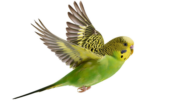 Budgerigar bird in flight green and yellow plumage, wings spread