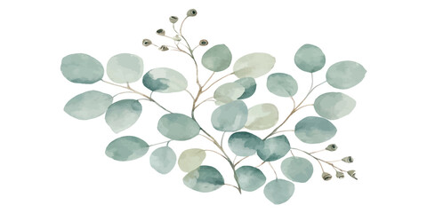 Watercolor painting of eucalyptus branch with round leaves and berries eucalyptus watercolor botanical illustration isolated background © Manjur