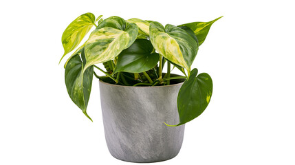Variegated Philodendron Heartleaf Plant in Textured Gray Pot © Lubos