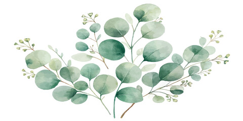 Delicate watercolor eucalyptus branch with berries eucalyptus watercolor botanical illustration isolated background painting invitation © Manjur