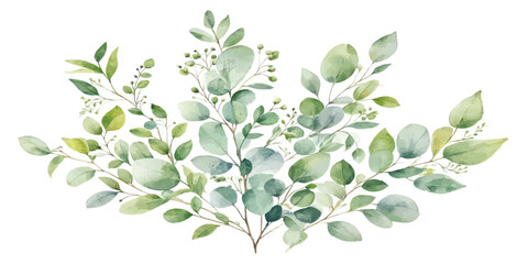 Watercolor botanical composition of multiple eucalyptus branches and leaves with eucalyptus watercolor botanical illustration branches isolated © Manjur